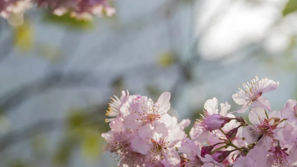 Sakura. Flor de cerezo en primavera. Hermosas flores rosadas —  Fotos de Stock