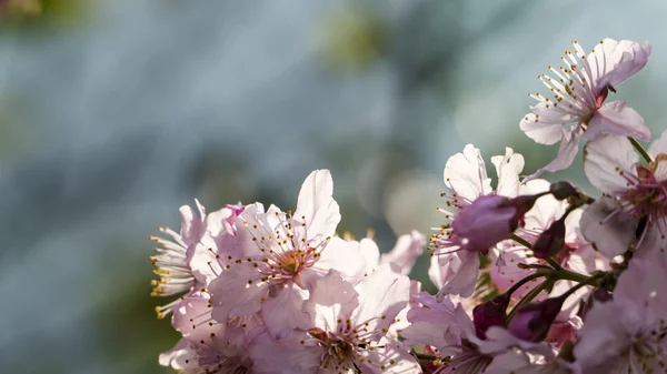 Sakura. Flor de cerezo en primavera. Hermosas flores rosadas —  Fotos de Stock