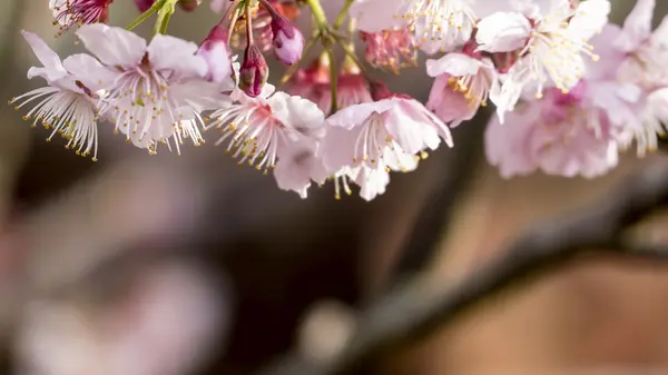 Sakura. Cherry Blossom na temporada de primavera. Lindas flores cor de rosa — Fotografia de Stock