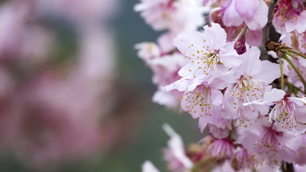 Sakura. Cherry Blossom in Spring season. Beautiful Pink Flowers — Stock Photo, Image