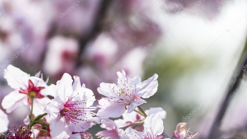 Sakura. Cherry Blossom na temporada de primavera. Lindas