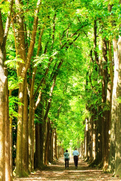 Camino de campo corriendo a través del árbol con buen color —  Fotos de Stock