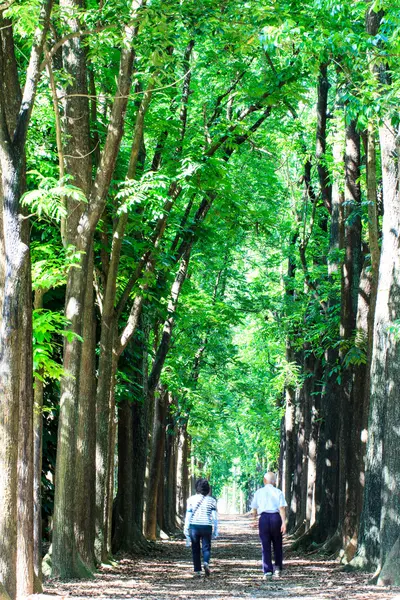 Camino de campo corriendo a través del árbol con buen color — Foto de Stock