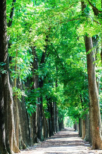 Estrada do país que atravessa a árvore com cor agradável — Fotografia de Stock