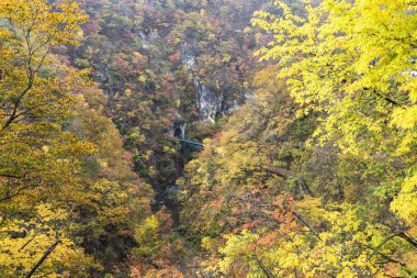 Sonbahar sezonu, Japonya değil Gorge sonbahar yaprakları