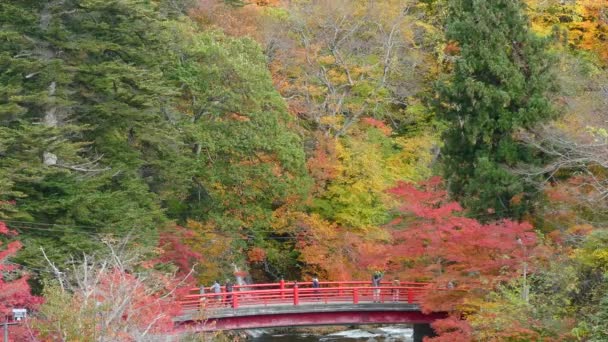 Fluxo de Fudo e a ponte vermelha no Monte Nakano-Momiji — Vídeo de Stock