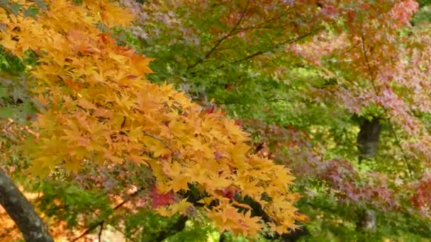 Bonita vista de un barco de turismo de crucero en otoño Lago Towadako en el Parque Nacional Towada Hachimantai — Vídeo de stock