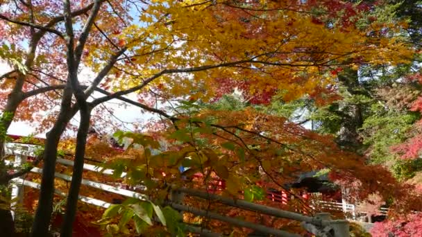 Mooi uitzicht op een sightseeing boot cruising op herfst Lake Towadako in Towada Hachimantai Nationaal Park — Stockvideo