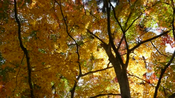 Schöne Aussicht auf eine Bootsfahrt auf dem herbstlichen See Towadako im Towada Hachimantai Nationalpark — Stockvideo