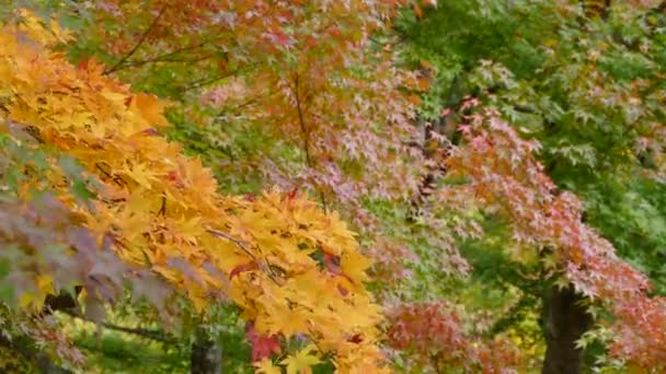 Mooi uitzicht op een sightseeing boot cruising op herfst Lake Towadako in Towada Hachimantai Nationaal Park — Stockvideo