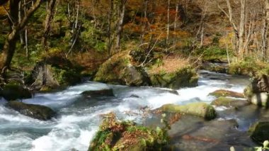 Gizemli Oirase sonbahar orman Towada Hachimantai Milli Parkı'nda Aomori Japonya üzerinden akan dere