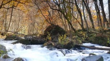 Gizemli Oirase sonbahar orman Towada Hachimantai Milli Parkı'nda Aomori Japonya üzerinden akan dere