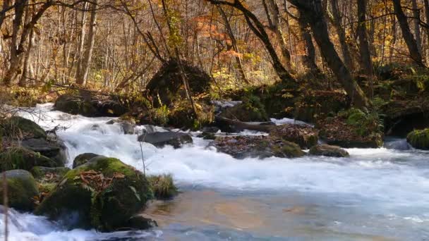 Titokzatos Oirase patak, átfolyik az őszi erdő a Tovada Hachimantai nemzeti parkban, Aomori, Japán — Stock videók