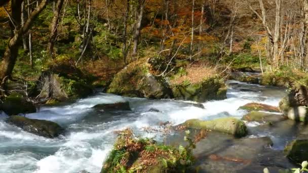 Tajemnicza Oirase strumień przepływający przez jesień las w parku narodowym Hachimantai Towada w Japonii Aomori — Wideo stockowe
