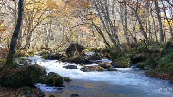 Titokzatos Oirase patak, átfolyik az őszi erdő a Tovada Hachimantai nemzeti parkban, Aomori, Japán — Stock videók