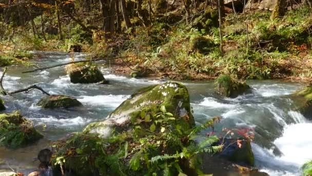 Misterioso torrente Oirase che scorre attraverso la foresta autunnale nel Parco Nazionale Towada Hachimantai ad Aomori in Giappone — Video Stock