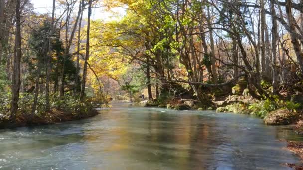 Gizemli Oirase sonbahar orman Towada Hachimantai Milli Parkı'nda Aomori Japonya üzerinden akan dere — Stok video