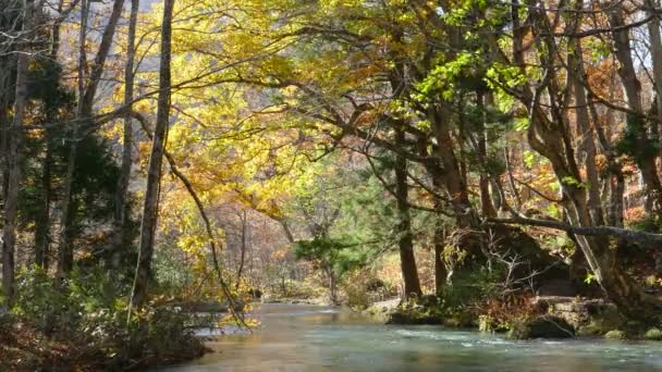 Μυστηριώδες Oirase ρεύμα που ρέει μέσα από το φθινόπωρο δάσος στο εθνικό πάρκο Towada Hachimantai στην Ιαπωνία Αομόρι — Αρχείο Βίντεο