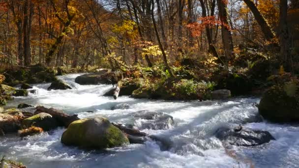 Titokzatos Oirase patak, átfolyik az őszi erdő a Tovada Hachimantai nemzeti parkban, Aomori, Japán — Stock videók