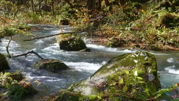 Misterioso arroyo Oirase que fluye a través del bosque otoñal en el Parque Nacional Towada Hachimantai en Aomori Japón — Vídeos de Stock