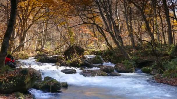 Titokzatos Oirase patak, átfolyik az őszi erdő a Tovada Hachimantai nemzeti parkban, Aomori, Japán — Stock videók