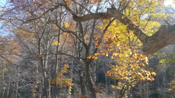 青森県の十和田八幡平国立公園の秋の森に流れる不思議な奥入瀬渓流 — ストック動画