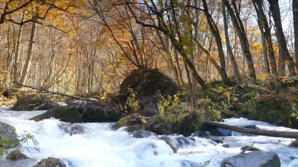 Gizemli Oirase sonbahar orman Towada Hachimantai Milli Parkı'nda Aomori Japonya üzerinden akan dere — Stok video