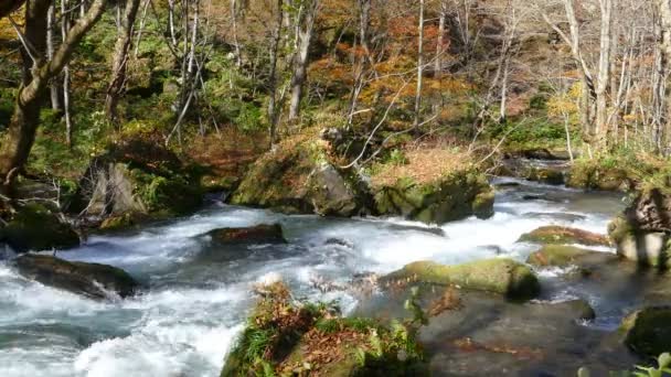 Таинственный ручей ойрасе, протекающий через осенний лес в национальном парке Товада-Хачимантай — стоковое видео