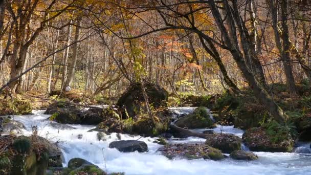 Mystérieux ruisseau Oirase coulant à travers la forêt d'automne dans le parc national Towada Hachimantai 