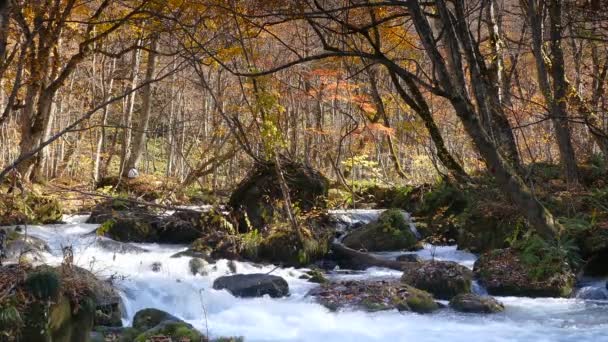 Misterioso arroyo Oirase que fluye a través del bosque de otoño en el Parque Nacional Towada Hachimantai — Vídeos de Stock