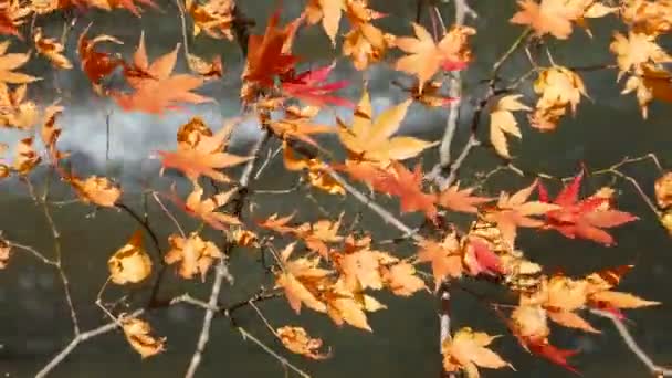 Mysterious Oirase Stream flowing through the autumn forest in Towada Hachimantai National Park — Stock Video