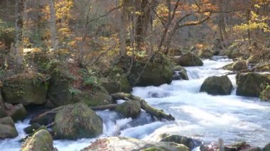 Gizemli Oirase sonbahar orman Towada Hachimantai Milli Parkı'nda üzerinden akan dere