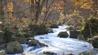 Gizemli Oirase sonbahar orman Towada Hachimantai Milli Parkı'nda üzerinden akan dere