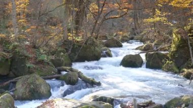 Gizemli Oirase sonbahar orman Towada Hachimantai Milli Parkı'nda üzerinden akan dere