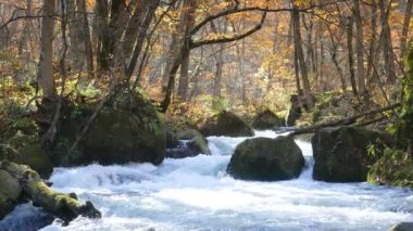 Gizemli Oirase sonbahar orman Towada Hachimantai Milli Parkı'nda üzerinden akan dere
