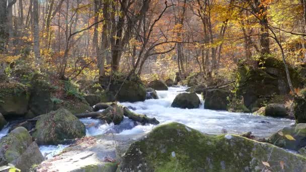Tajemnicza Oirase strumień przepływający przez jesień las Parku Narodowego Towada Hachimantai — Wideo stockowe