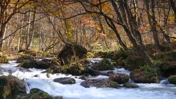 Таинственный ручей ойрасе, протекающий через осенний лес в национальном парке Товада-Хачимантай — стоковое видео