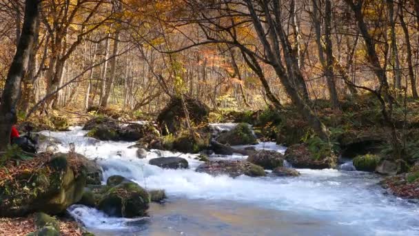 Titokzatos Oirase patak, átfolyik az őszi erdő a Tovada Hachimantai Nemzeti Park — Stock videók