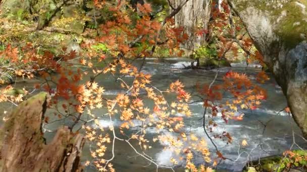 Tajemný Oirase proud protékající podzimního lesa v národním parku Towada Hačimantai — Stock video