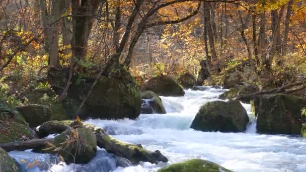 Fluxo misterioso de Oirase que flui através da floresta de outono no Parque Nacional Towada Hachimantai — Vídeo de Stock