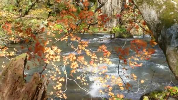 Misterioso arroyo Oirase que fluye a través del bosque de otoño en el Parque Nacional Towada Hachimantai — Vídeos de Stock