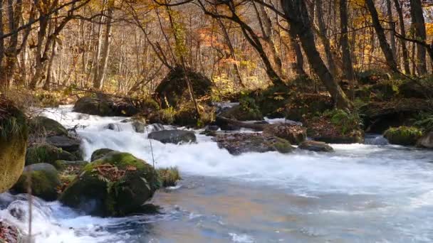 Fluxo misterioso de Oirase que flui através da floresta de outono no Parque Nacional Towada Hachimantai — Vídeo de Stock