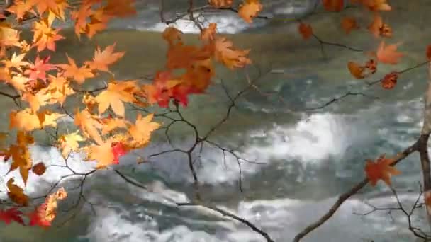 Mysteriöser Oirase-Bach fließt durch den herbstlichen Wald im towada hachimantai Nationalpark — Stockvideo