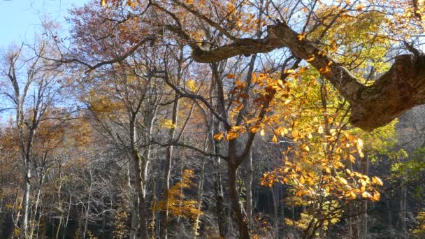 Mystérieux ruisseau Oirase coulant à travers la forêt d'automne dans le parc national Towada Hachimantai — Video