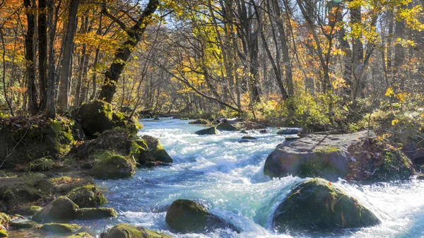 Mystérieux ruisseau Oirase qui coule à travers la forêt d'automne à To — Photo