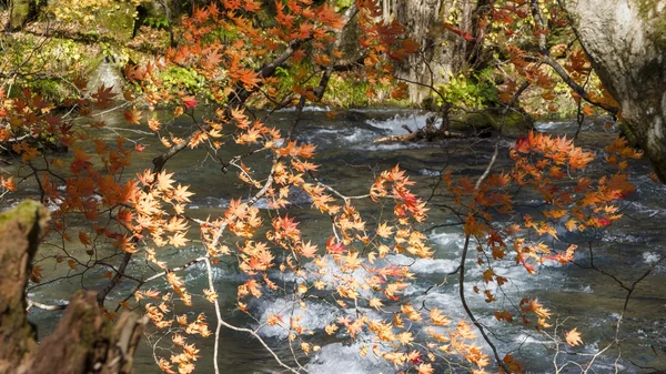 Misterioso arroyo Oirase que fluye a través del bosque de otoño en To — Foto de Stock