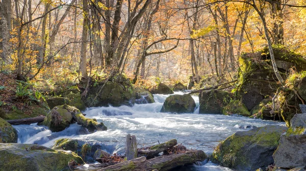 Mysterious Oirase Stream flowing through the autumn forest in To — Stock Photo, Image