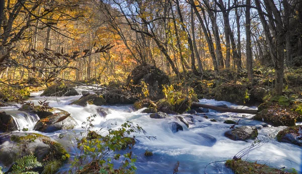 Mysterious Oirase ström flyter genom hösten skogen i till — Stockfoto