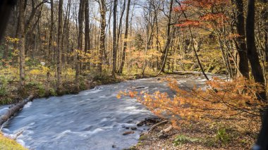 Gizemli Oirase sonbahar akan dere için orman