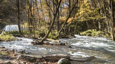 Gizemli Oirase sonbahar akan dere için orman